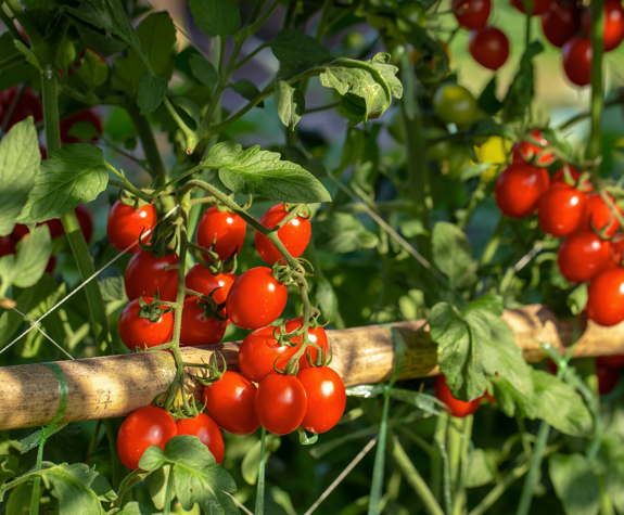 Cherry tomato plants at organic farm at Eagles Resort