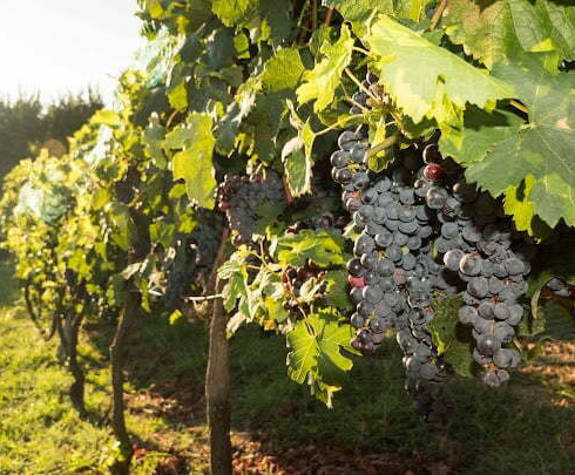 Grapevines heavy with ripe clusters at Akanthos vineyard
