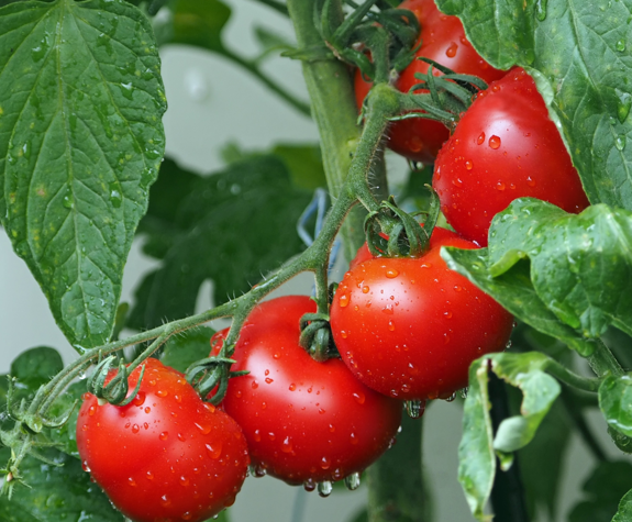 Close up to a tomato plant at the organic farm at Eagles Resort