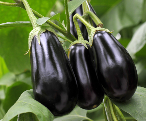 Close up to an eggplant in organic farm at Eagles resort