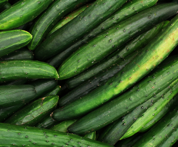 Close up to cucumbers in organic farm at Eagles Resort